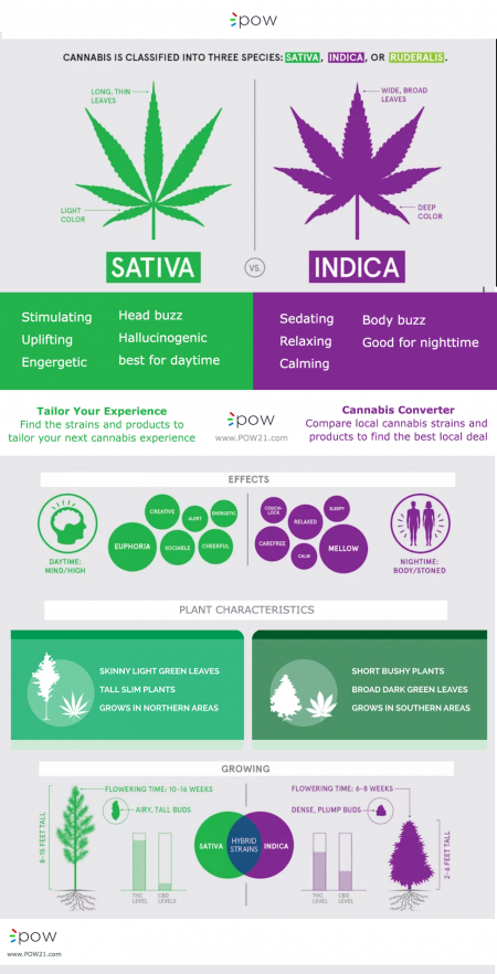 Part 2: Which has more THC & CBD, sativa or indica cannabis strains? - POW