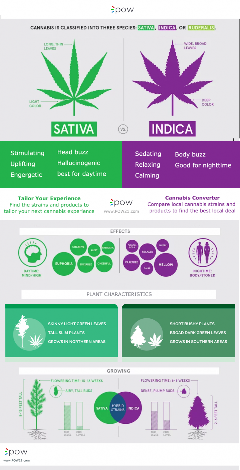 Part 2: Which has more THC & CBD, sativa or indica cannabis strains? - POW